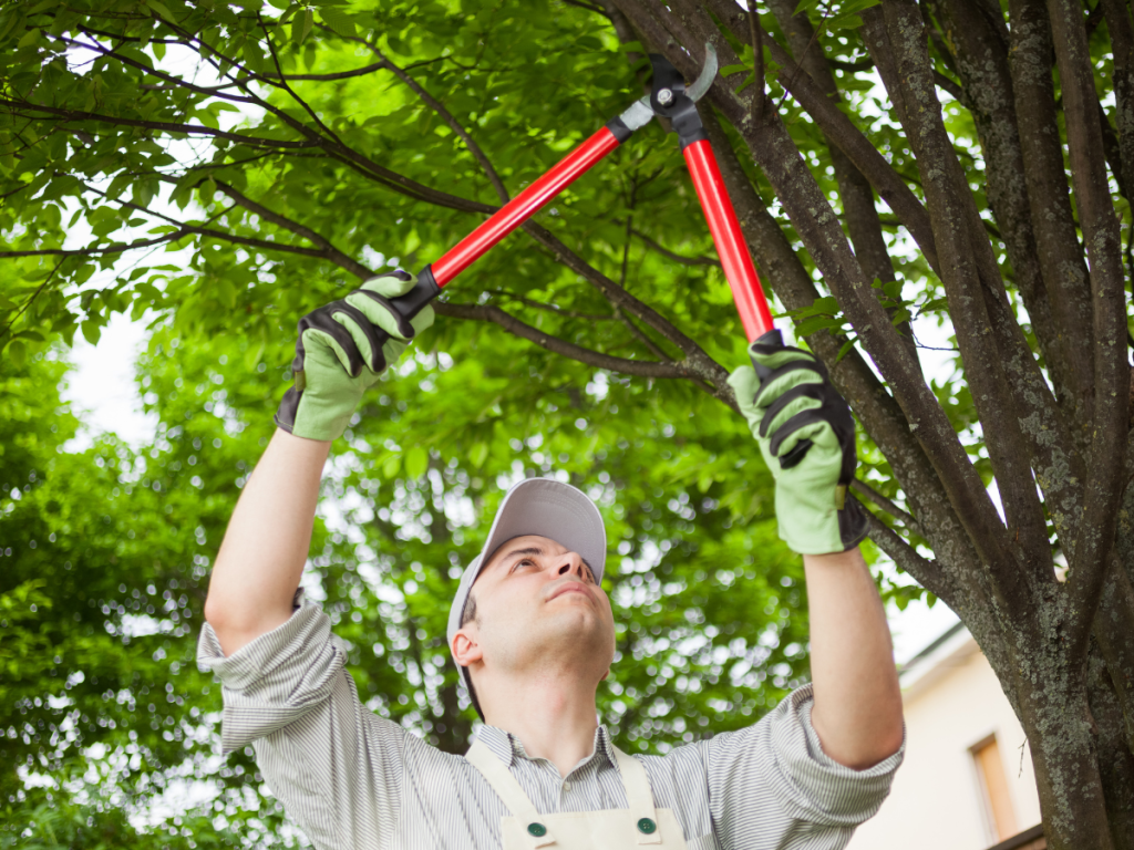 Professional arborist using red-handled loppers to trim tree branches, ensuring proper tree maintenance.