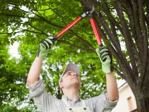 Professional arborist using red-handled loppers to trim tree branches, ensuring proper tree maintenance.