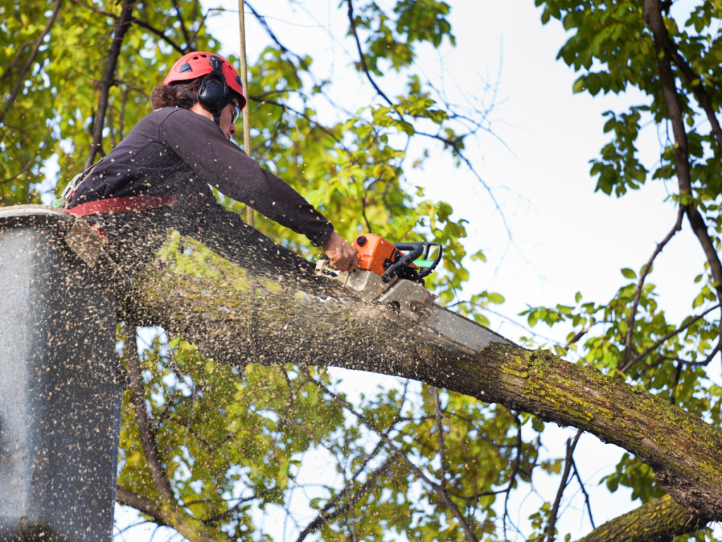 Professional Tree Service in New Milford, CT